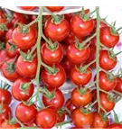 Tomate-Cherry, Freiland