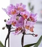 Orchidee "2-Rispen"