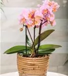 Orchidee "2-Rispen"