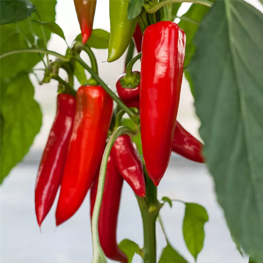 Capsicum annuum "Amboy" Gartencenter Schlegel