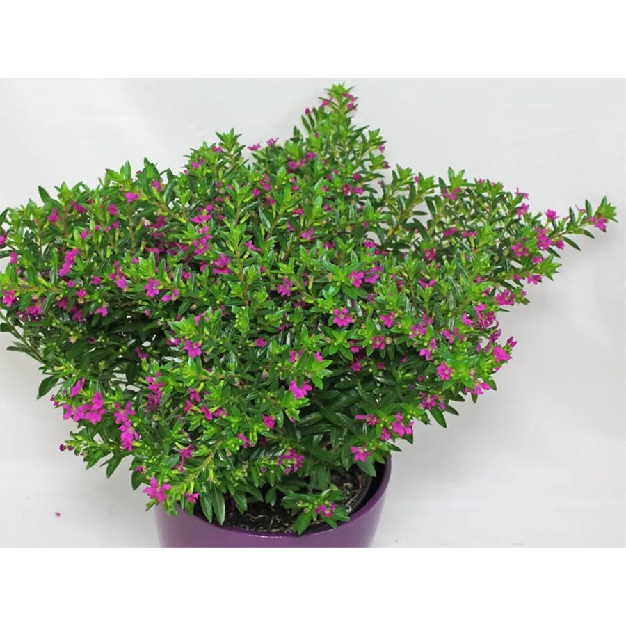 Cuphea hyssopifolia - Gartencenter Schlegel