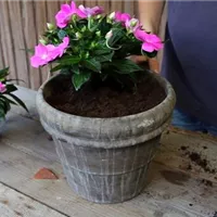 Edellieschen - Einpflanzen in ein Gefäß (4).jpg