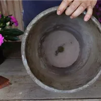 Edellieschen - Einpflanzen in ein Gefäß (2).jpg