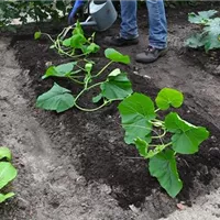 Kürbis - Einpflanzen im Gemüsebeet (thumbnail).jpg