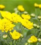 Chrysanthemum indicum 'Mums'