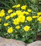 Chrysanthemum indicum 'Mums'