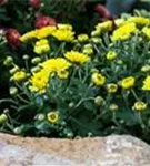Chrysanthemum indicum 'Mums'