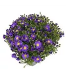 Kissen-Aster