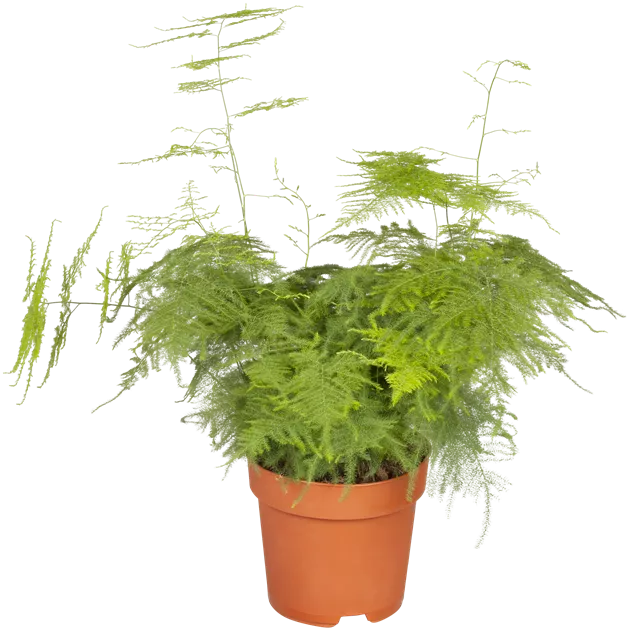 silver sword variegata Philodendron Hastatum 'Silver Sword' Variegated (327W14) – Next World  Exotics main image 0