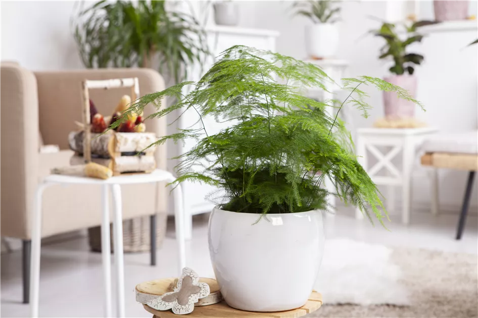 plantura zimmerpflanzen dünger Bio-Zitrus- & Mediterrandünger kaufen