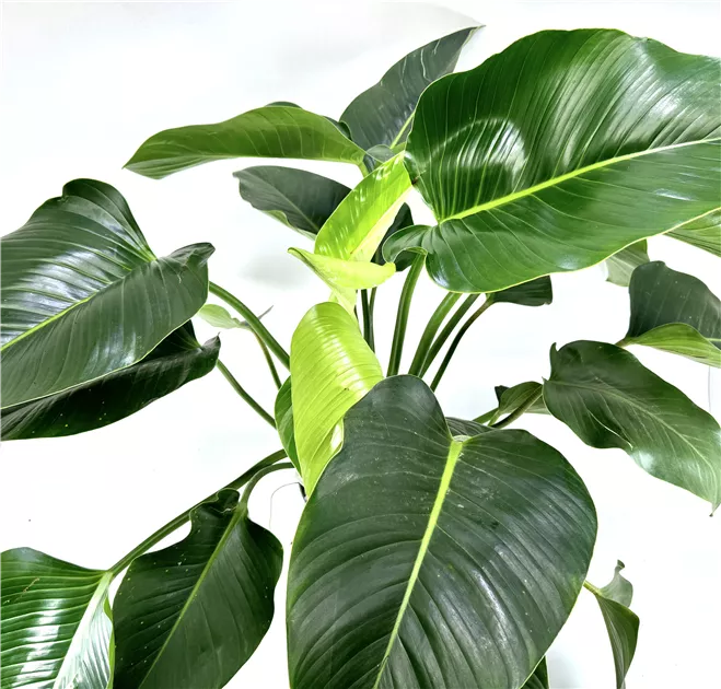 dracaena corn plant yellow leaves Limelight Dracaena main image 0