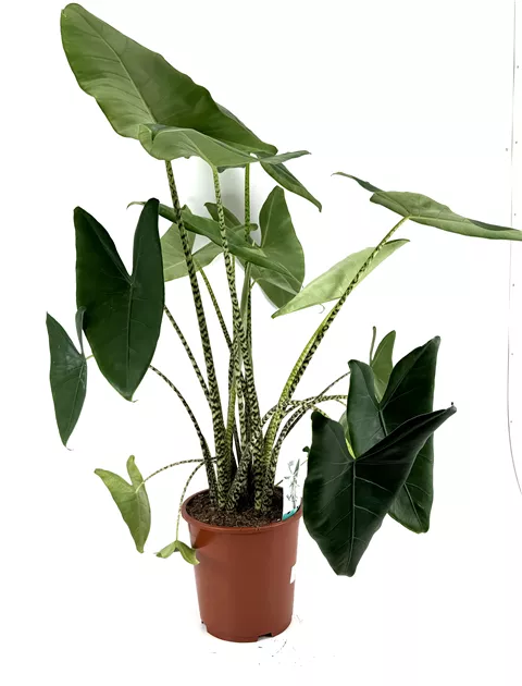 bonsai kire Bonsai Korkenzieherhasel  Bonsai winkel