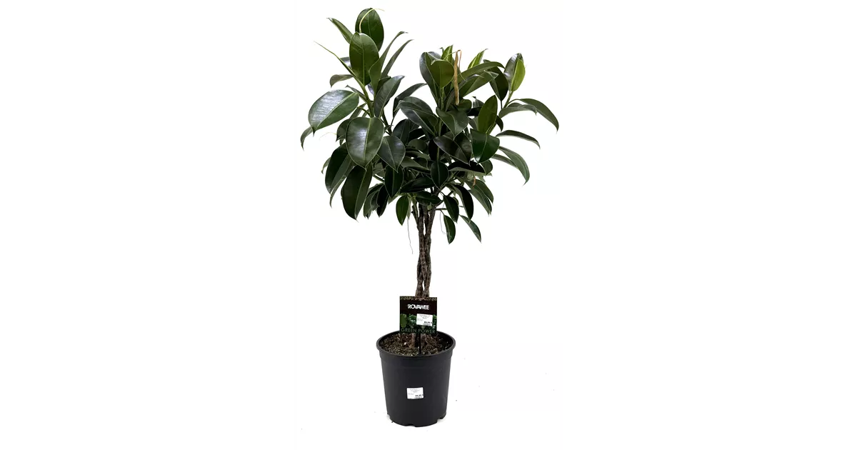 monstera adansonii mint eu Monstera adansonii archipelago ghost – Green Mirrors main image 0