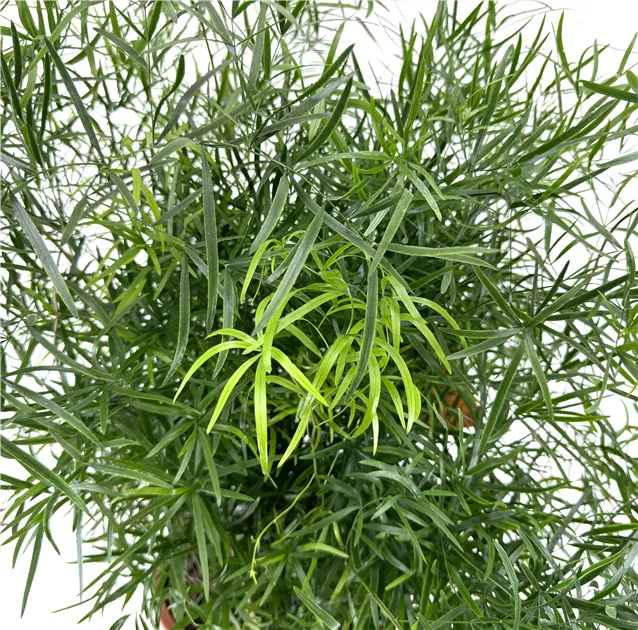 Zierspargel - Gartencenter Schlegel
