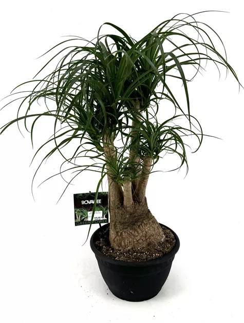 goldfruchtpalme standort zimmer Goldfruchtpalme Dypsis Lutescens Zimmerpflanze Ø40cm ↕230cm main image 0