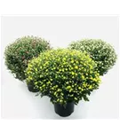 Chrysanthemum indicum 'Busch' 