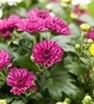Chrysanthemum indicum 'Mums'