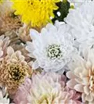 Chrysanthemum indicum 'Mums'