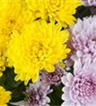 Chrysanthemum indicum 'Mums'