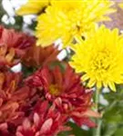 Chrysanthemum indicum 'Mums'