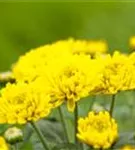 Chrysanthemum indicum 'Mums'