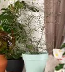 Corokia cotoneaster