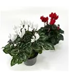 Cyclamen persicum 'Super Serie Verano'