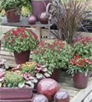 Chrysanthemum indicum 'Busch' 